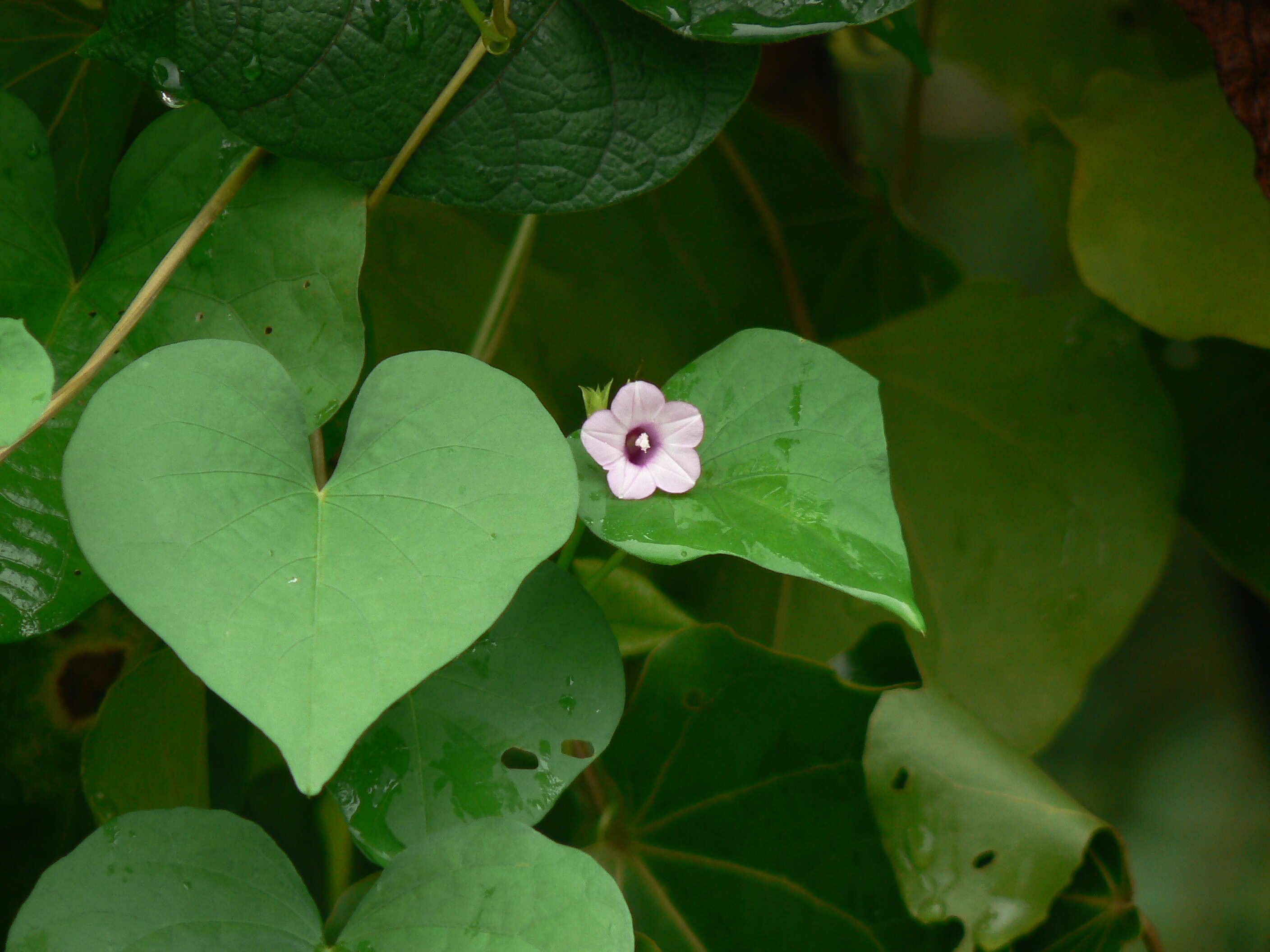 Plancia ëd Ipomoea triloba L.