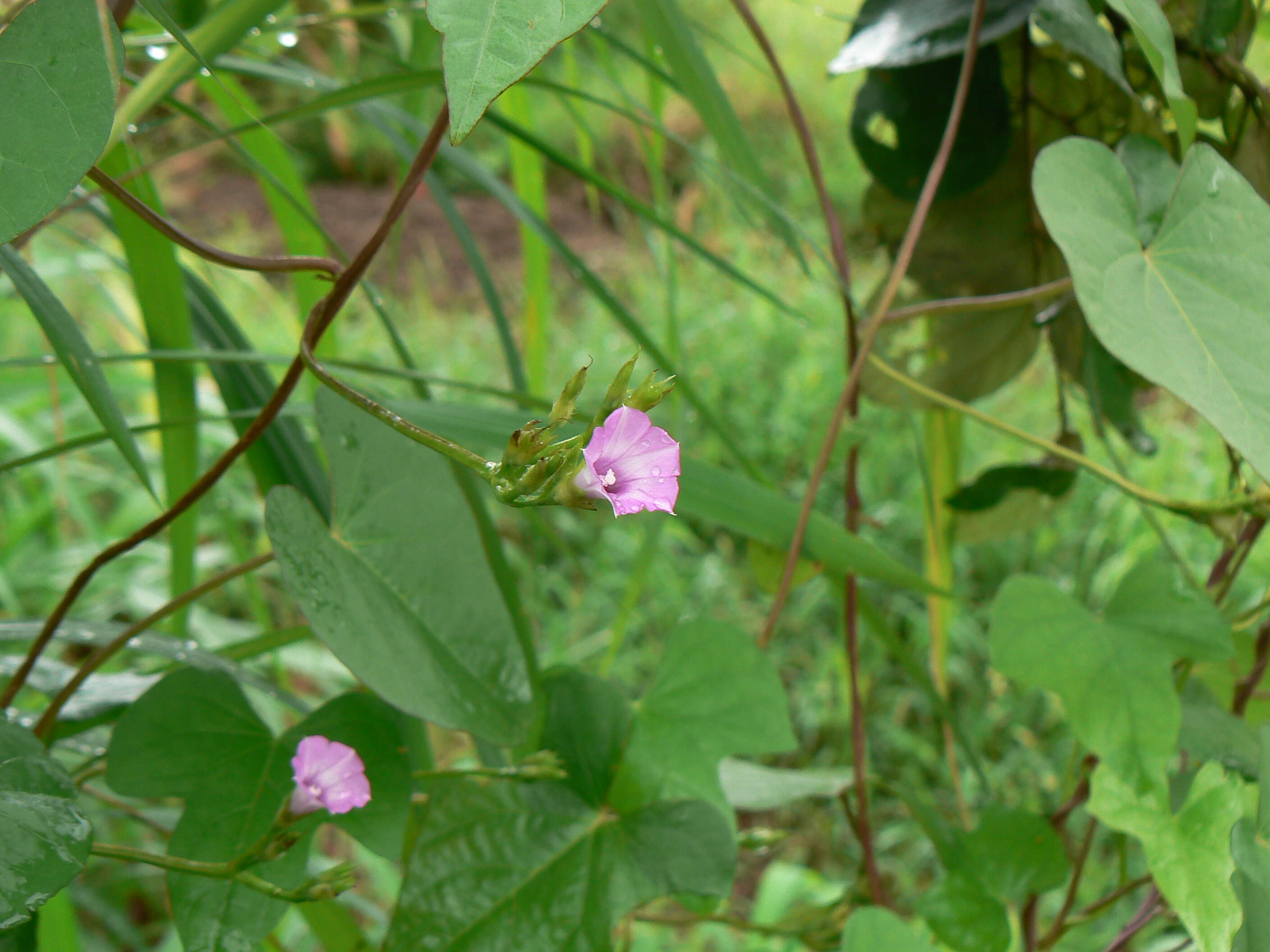 Plancia ëd Ipomoea triloba L.