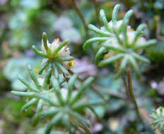 Image of common liverwort