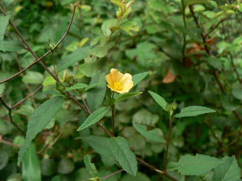 Image of common wireweed