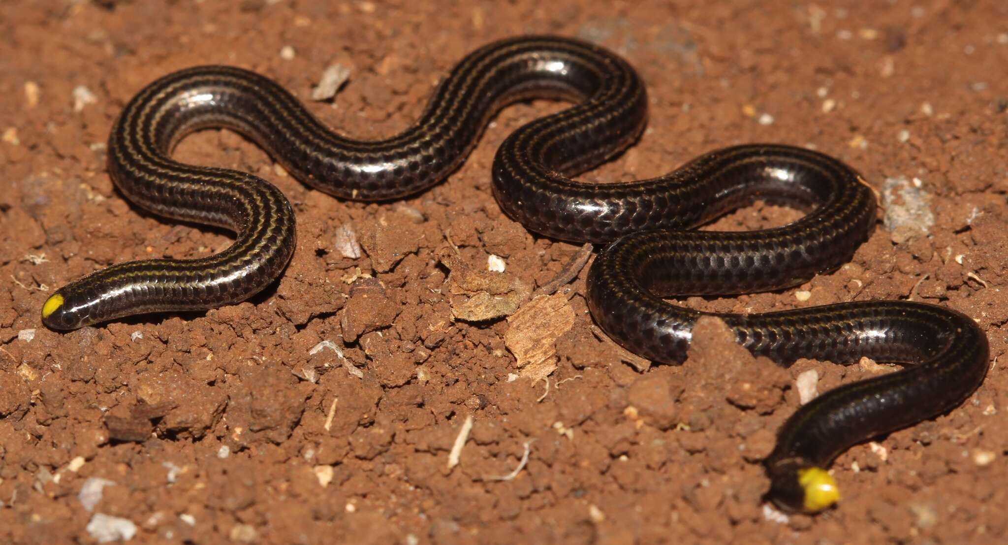 Image of Black Blind Snake