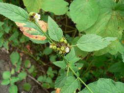 Image of Chocolate Weed