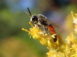 صورة Sphecodes davisii Robertson 1897