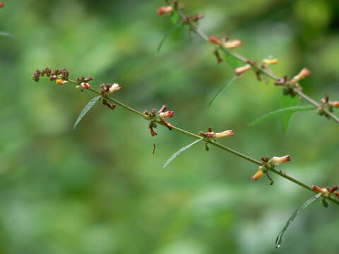 Imagem de Triumfetta rhomboidea Jacq.