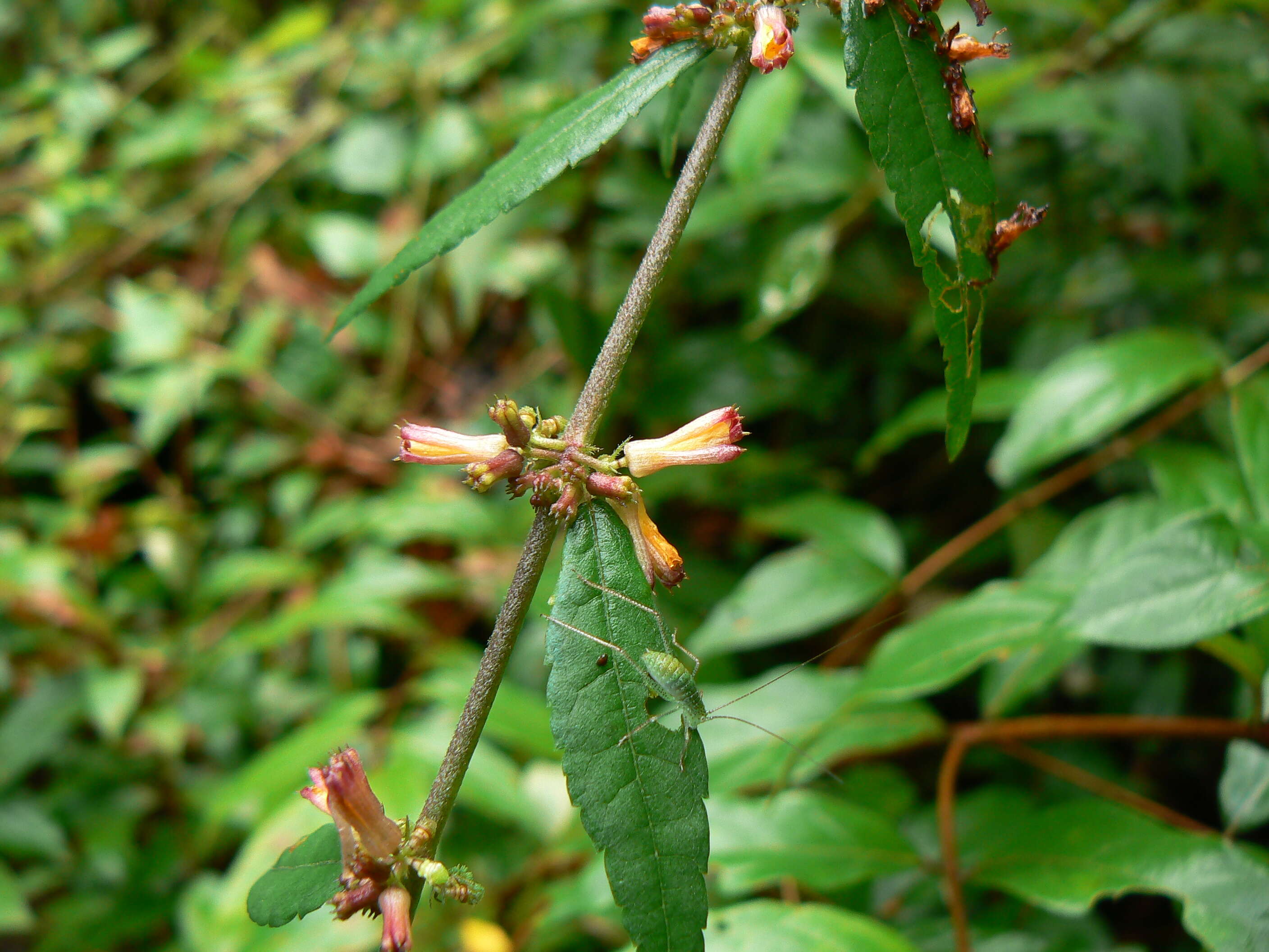 Image of diamond burbark