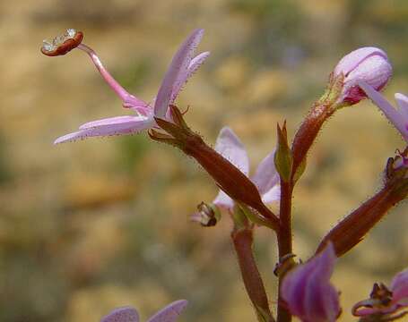 Image of Stylidium confluens B. J. Banyard & S. H. James