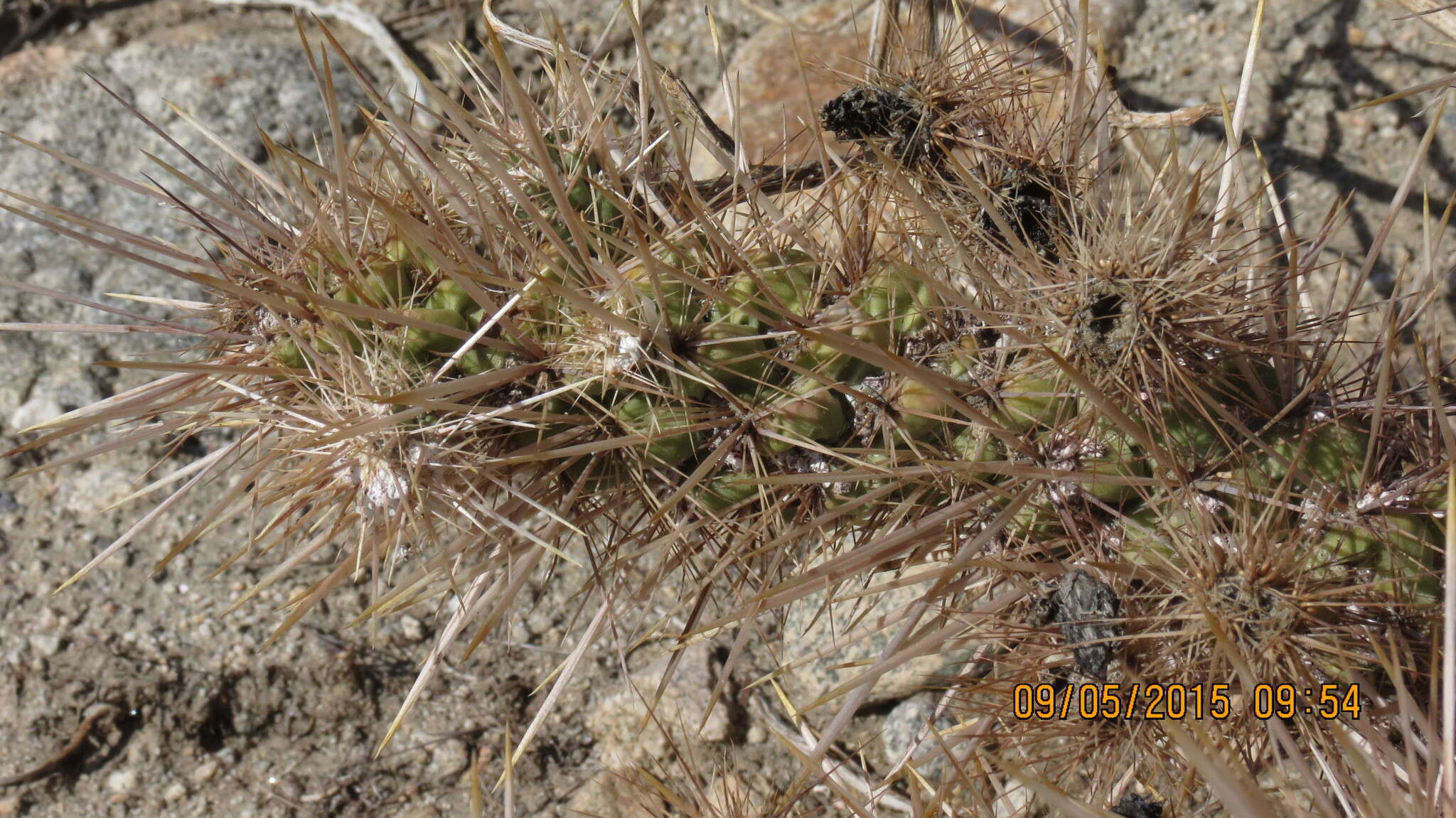 Image of Wiggins' cholla