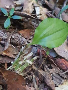 Image of Liparis simmondsii F. M. Bailey