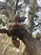 Image de Hakea petiolaris Meissn.