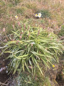 Image of gray pubescent plantain