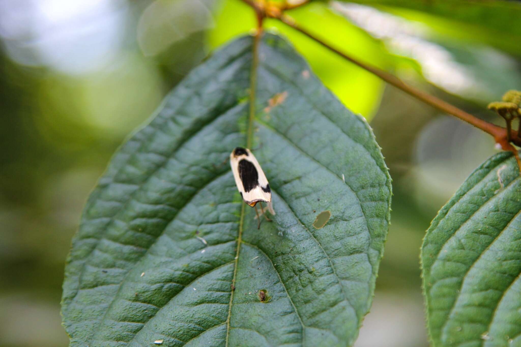 Image of Thysanoptyx incurvata (Wileman & West 1928)