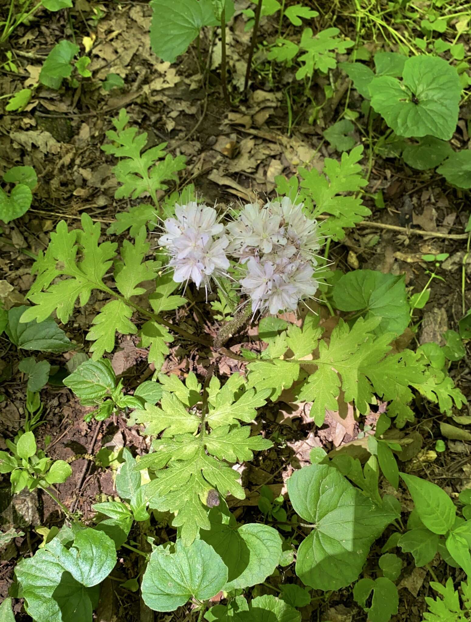 Image of Brown's waterleaf