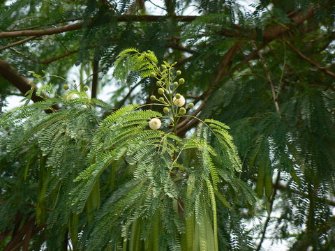Image of white leadtree