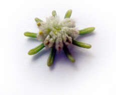 Image of common liverwort