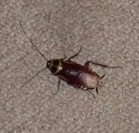 Image of Australian cockroach