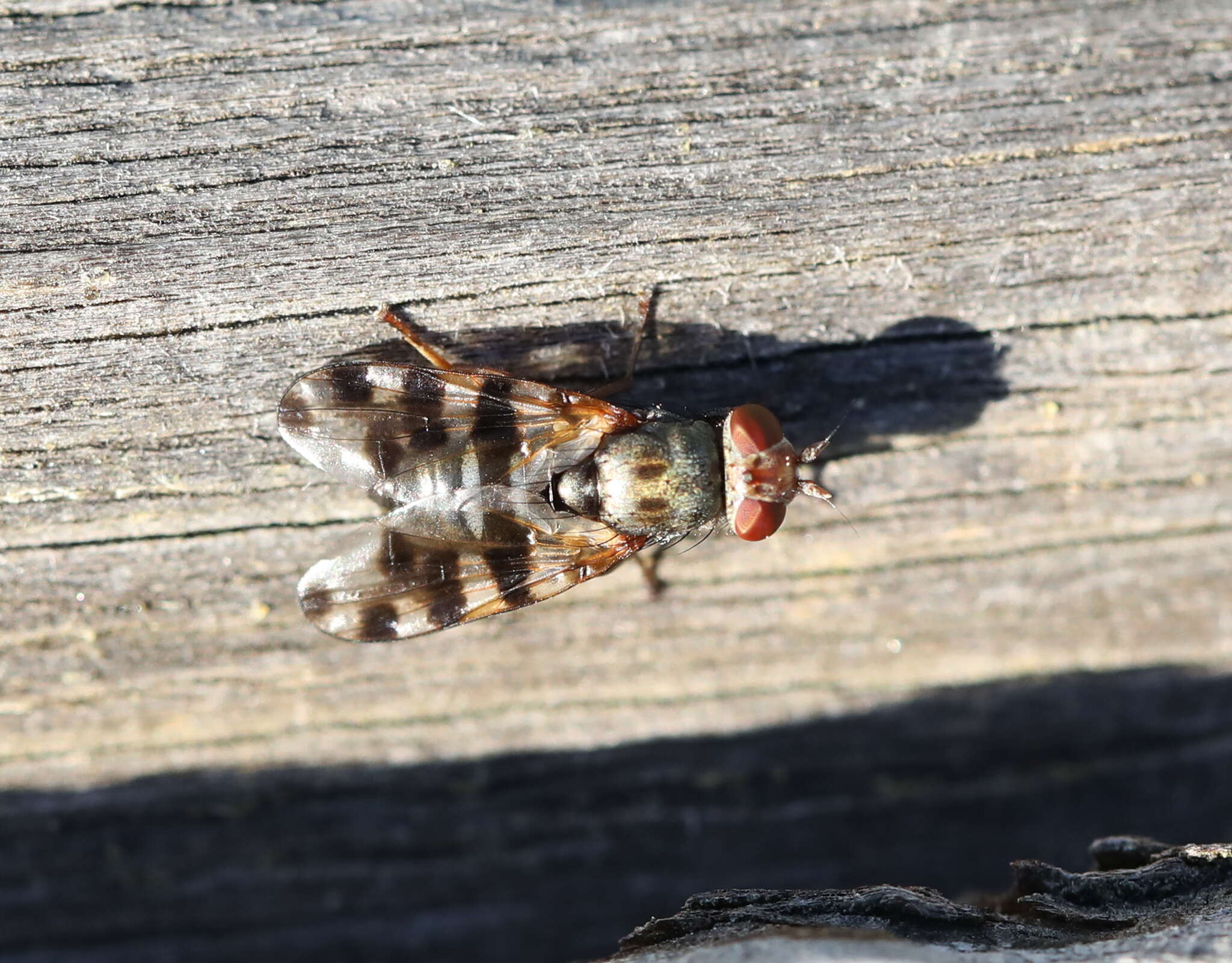 Image of <i>Ceroxys hortulana</i>