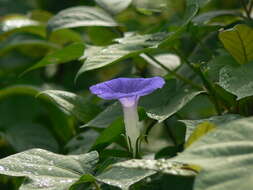 Image of whiteedge morning-glory