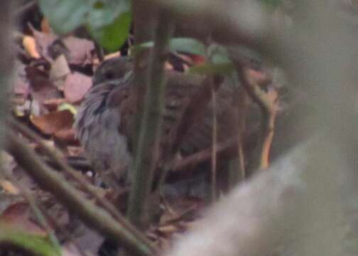 Image of Key West Quail-Dove