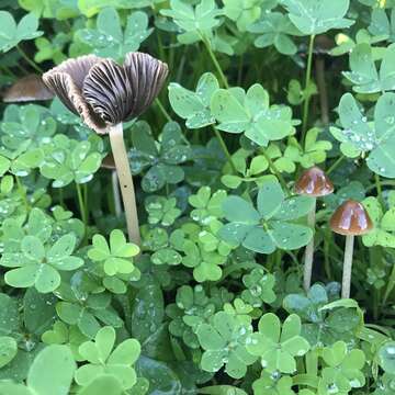 Image of Psathyrella corrugis (Pers.) Konrad & Maubl. 1949