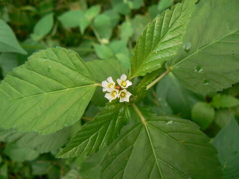 Image of Chocolate Weed