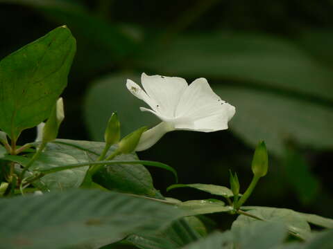 Imagem de Thunbergia fragrans Roxb.