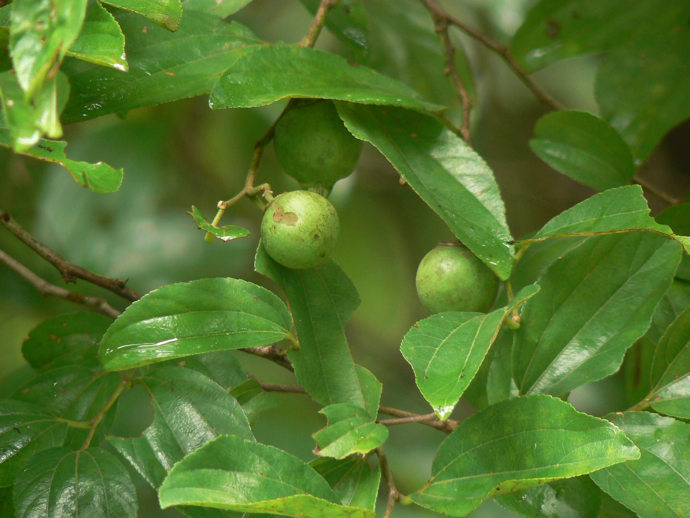 Image of Indian Jujube