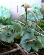 Image of common liverwort