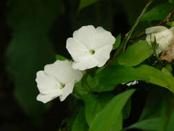 Imagem de Thunbergia fragrans Roxb.