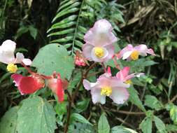 Image of Begonia palmata D. Don