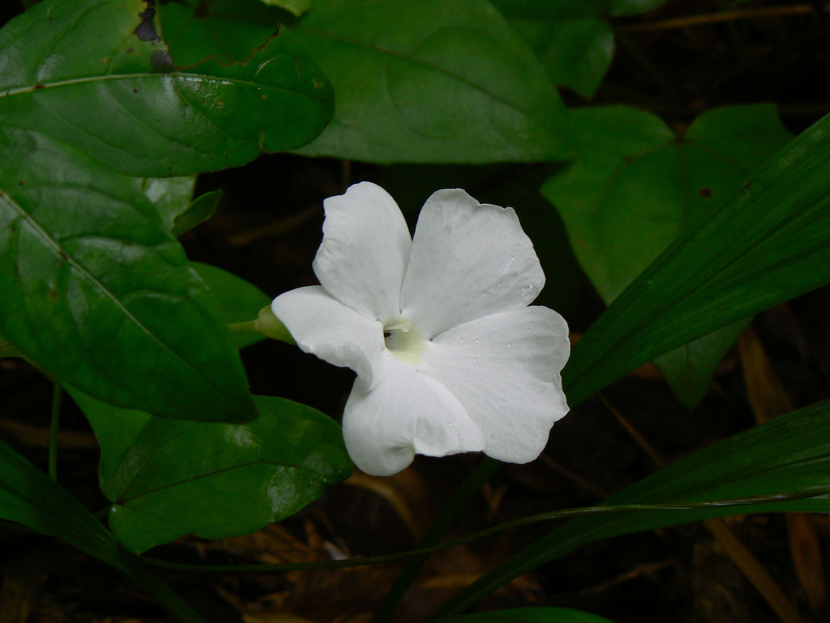 Imagem de Thunbergia fragrans Roxb.