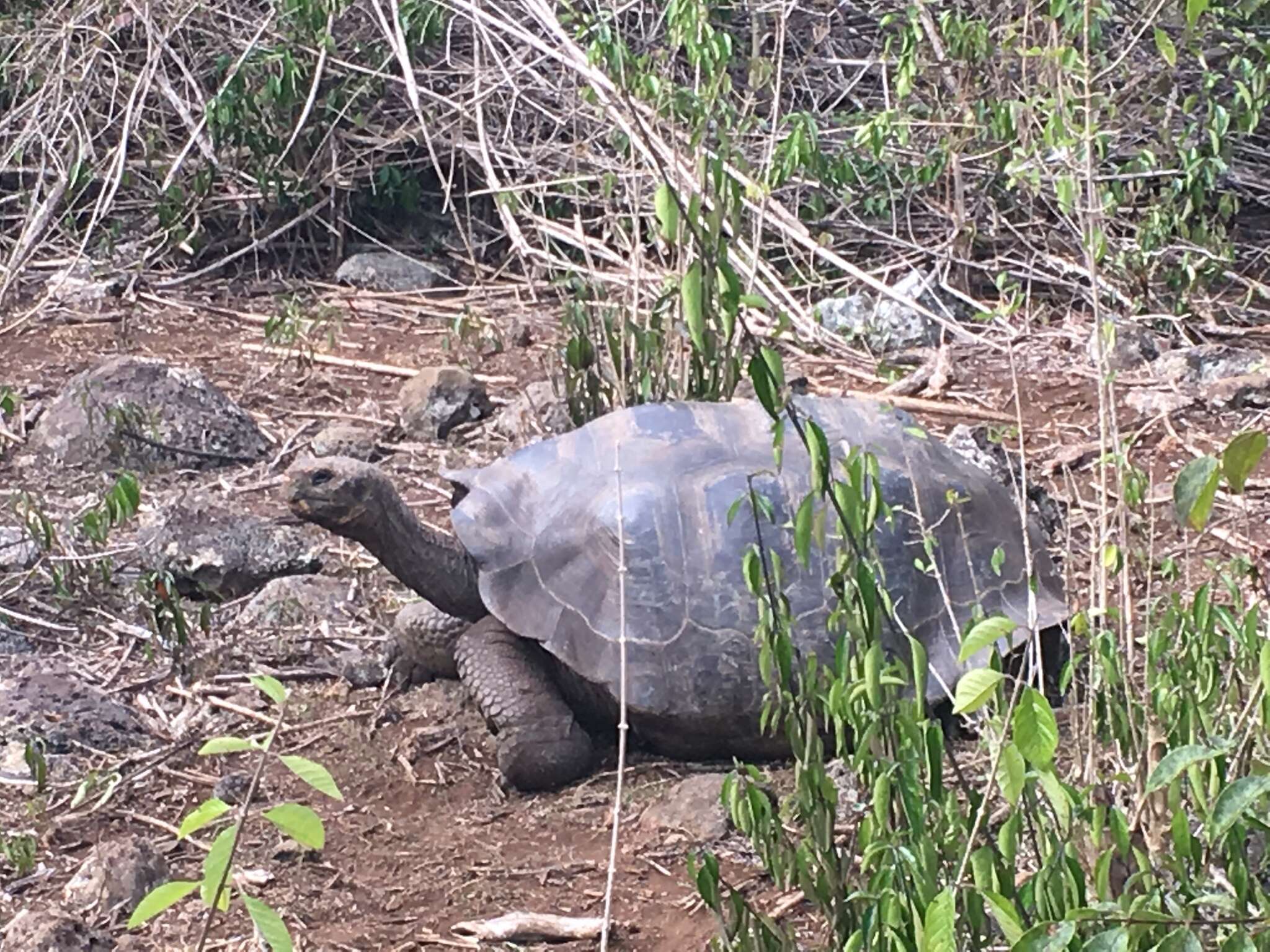 Image of Chatham Island Giant Tortoise