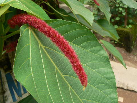 Imagem de Acalypha hispida Burm. fil.