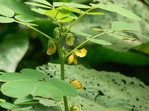 Image of sickle senna