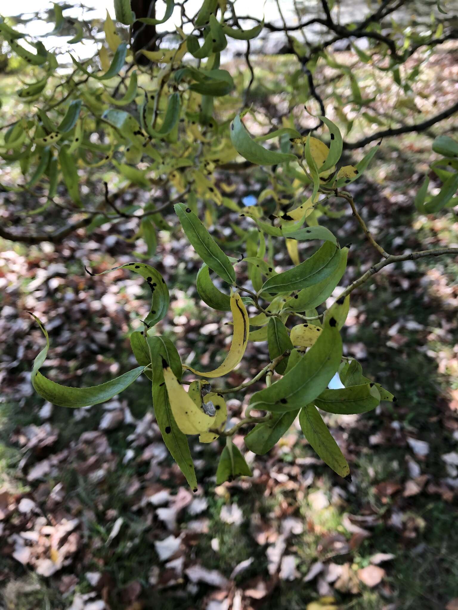 Plancia ëd Salix babylonica L.