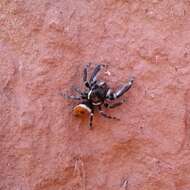 Image of Phidippus californicus Peckham & Peckham 1901