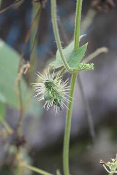 Image de Sicyos microphyllos Kunth