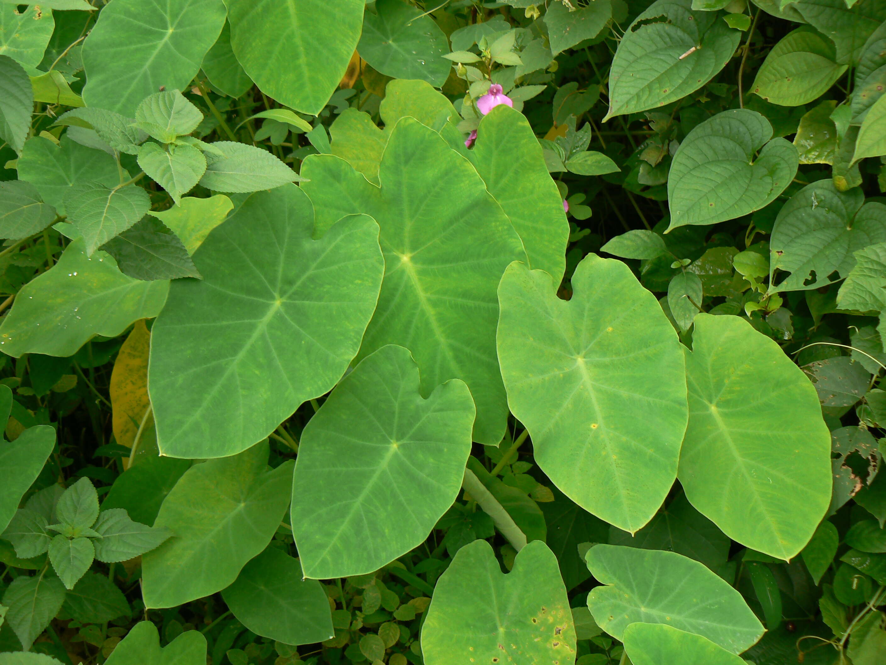 Image of Wild Taro