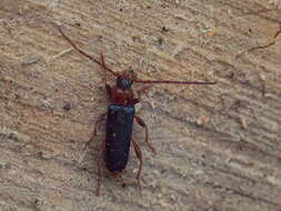 Image of Long-horned beetle