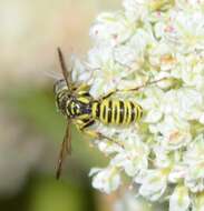 Eucerceris provancheri (Dalla Torre 1890) resmi