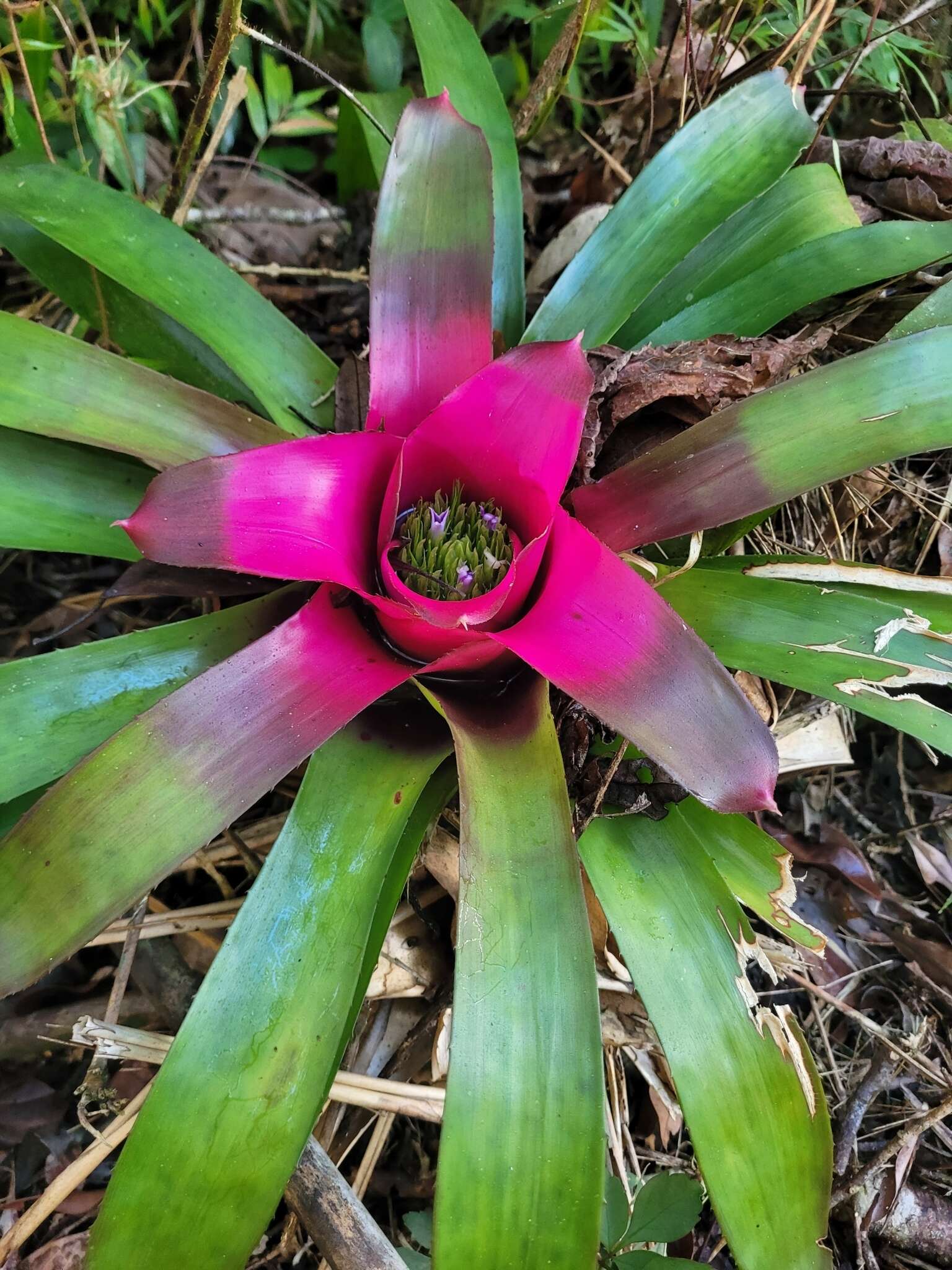 Image of Bromeliad