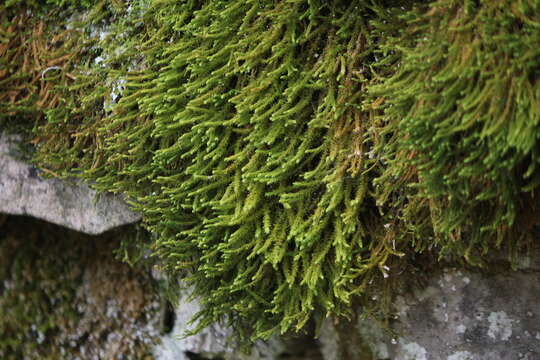 Image of rambling tail-moss