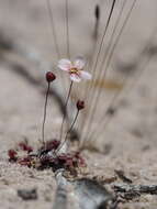 Image of Drosera occidentalis Morr.