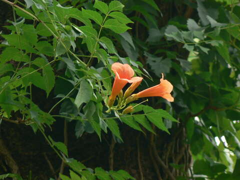 Image of trumpet creeper