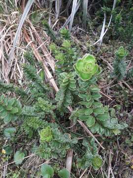 Image of Veronica macrantha var. brachyphylla Cheesem.