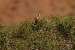 Image of Grey-necked Bunting