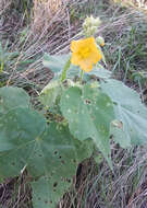 Image of Chisos Mountain false Indianmallow