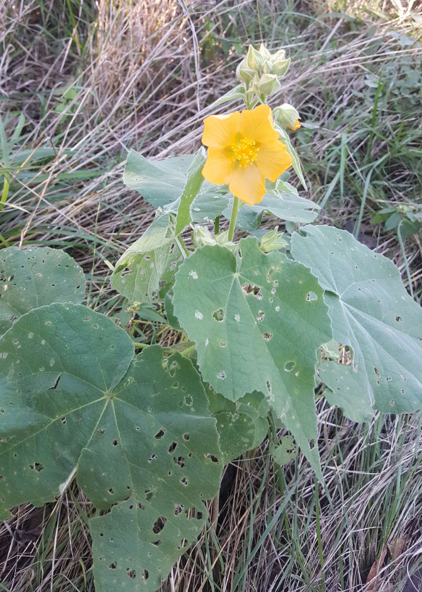 Image of Chisos Mountain false Indianmallow