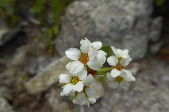 Imagem de Suksdorfia ranunculifolia (Hook.) Engl.