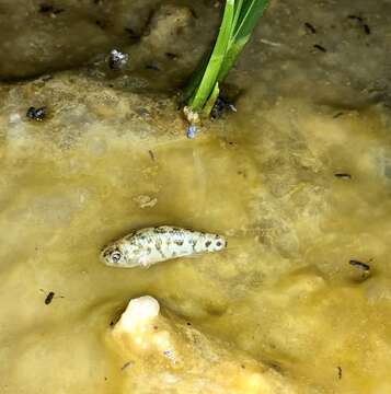 Image of Desert Pupfish