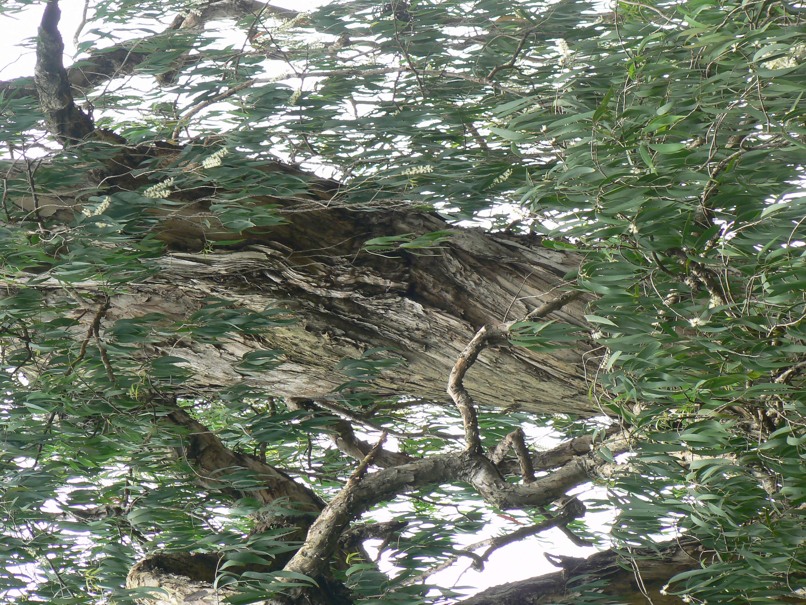 Image of Melaleuca leucadendra (L.) L.